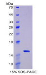 TXN / Thioredoxin / TRX Protein - Recombinant Thioredoxin By SDS-PAGE