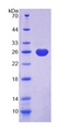 UCHL1 / PGP9.5 Protein - Recombinant Ubiquitin Carboxyl Terminal Hydrolase L1 By SDS-PAGE