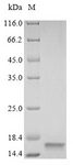 VAMP2 / VAMP-2 Protein - (Tris-Glycine gel) Discontinuous SDS-PAGE (reduced) with 5% enrichment gel and 15% separation gel.