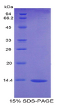 VEGFD Protein - Recombinant Vascular Endothelial Growth Factor D (VEGFD) by SDS-PAGE