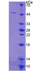 VTN / Vitronectin Protein - Recombinant  Vitronectin By SDS-PAGE
