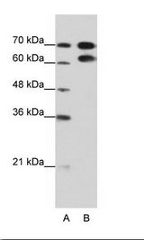 RAVER1 Antibody - A: Marker, B: HepG2 Cell Lysate.  This image was taken for the unconjugated form of this product. Other forms have not been tested.