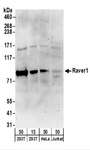 RAVER1 Antibody - Detection of Human Raver1 by Western Blot. Samples: Whole cell lysate from 293T (15 and 50 ug), HeLa (50 ug), and Jurkat (50 ug) cells. Antibodies: Affinity purified rabbit anti-Raver1 antibody used for WB at 1 ug/ml. Detection: Chemiluminescence with an exposure time of 3 minutes.