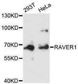 RAVER1 Antibody - Western blot analysis of extracts of various cell lines, using RAVER1 antibody at 1:3000 dilution. The secondary antibody used was an HRP Goat Anti-Rabbit IgG (H+L) at 1:10000 dilution. Lysates were loaded 25ug per lane and 3% nonfat dry milk in TBST was used for blocking. An ECL Kit was used for detection and the exposure time was 90s.