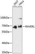 RAVER1 Antibody - Western blot analysis of extracts of various cell lines using RAVER1 Polyclonal Antibody at dilution of 1:3000.