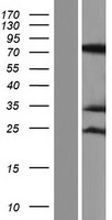 RAVER1 Protein - Western validation with an anti-DDK antibody * L: Control HEK293 lysate R: Over-expression lysate