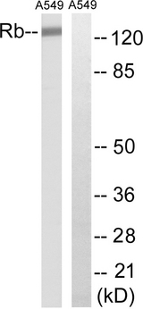 RB1 / Retinoblastoma / RB Antibody - Western blot analysis of lysates from A549 cells, treated with EGF 200ng/ml 30', using Retinoblastoma Antibody. The lane on the right is blocked with the synthesized peptide.