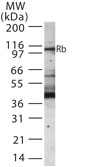 RB1 / Retinoblastoma / RB Antibody - Western blot of Rb in 30 ugs of Jurkat cell lysate using antibody at 1:1000 dilution.