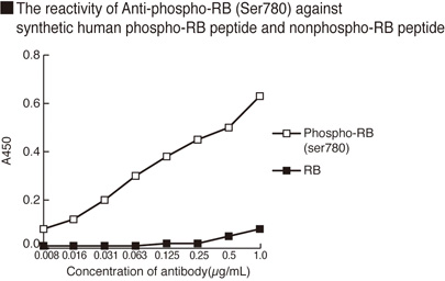 RB1 / Retinoblastoma / RB Antibody
