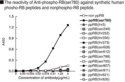 RB1 / Retinoblastoma / RB Antibody