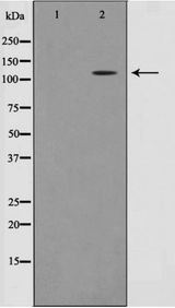 RB1 / Retinoblastoma / RB Antibody - Western blot of MOLT cell lysate using Phospho-Retinoblastoma(Thr826) Antibody