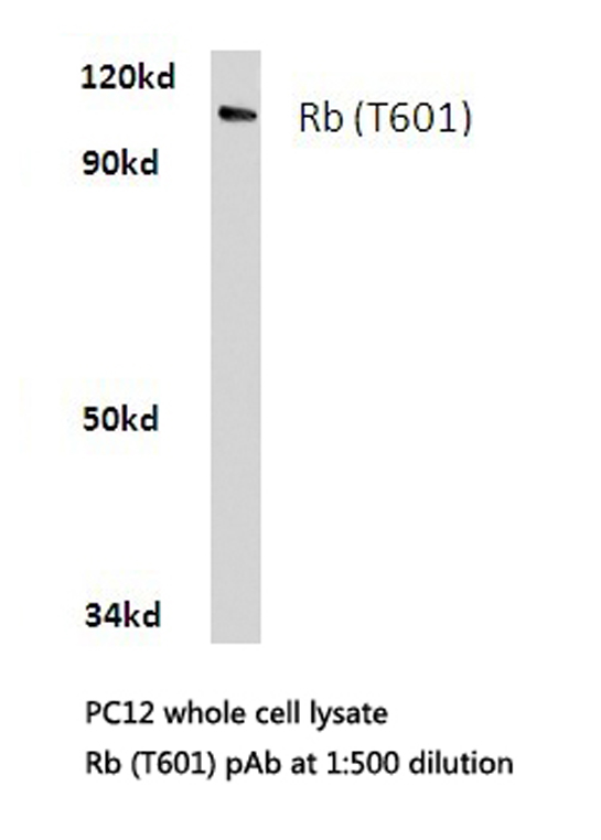 RB1 / Retinoblastoma / RB Antibody - Western blot of Rb (T601) pAb in extracts from PC12 cells.