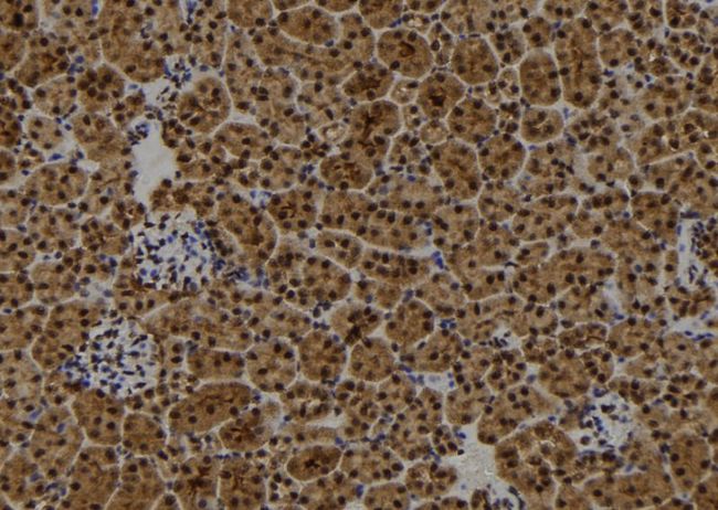 RB1CC1 / CC1 Antibody - 1:100 staining mouse kidney tissue by IHC-P. The sample was formaldehyde fixed and a heat mediated antigen retrieval step in citrate buffer was performed. The sample was then blocked and incubated with the antibody for 1.5 hours at 22°C. An HRP conjugated goat anti-rabbit antibody was used as the secondary.