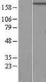 RB1CC1 / CC1 Protein - Western validation with an anti-DDK antibody * L: Control HEK293 lysate R: Over-expression lysate