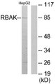RBAK Antibody - Western blot analysis of lysates from HepG2 cells, using RBAK Antibody. The lane on the right is blocked with the synthesized peptide.