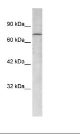 RBAK Antibody - Raji Cell Lysate.  This image was taken for the unconjugated form of this product. Other forms have not been tested.