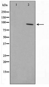 RBAK Antibody - Western blot of HepG2 cell lysate using RBAK Antibody