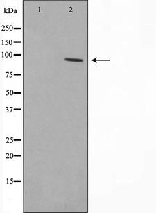 RBAK Antibody - Western blot analysis on HepG2 cell lysates using RBAK antibody. The lane on the left is treated with the antigen-specific peptide.