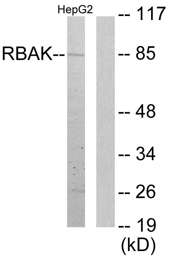 RBAK Antibody - Western blot analysis of extracts from HepG2 cells, using RBAK antibody.
