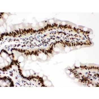 RBBP4 / RBAP48 Antibody - RbAp48 antibody IHC-paraffin. IHC(P): Rat Intestine Tissue.