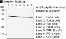 RBBP4 / RBAP48 Antibody