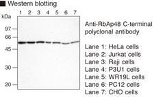 RBBP4 / RBAP48 Antibody