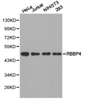 RBBP4 / RBAP48 Antibody - Western blot of extracts of various cell lines, using RBBP4 antibody.