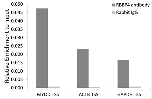RBBP4 / RBAP48 Antibody - Chromatin immunoprecipitation analysis extracts of 293T cells, using RBBP4 antibody and rabbit IgG. The amount of immunoprecipitated DNA was checked by quantitative PCR. Histogram was constructed by the ratios of the immunoprecipitated DNA to the input.