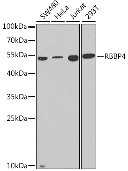RBBP4 / RBAP48 Antibody - Western blot analysis of extracts of various cell lines, using RBBP4 antibody at 1:1000 dilution. The secondary antibody used was an HRP Goat Anti-Rabbit IgG (H+L) at 1:10000 dilution. Lysates were loaded 25ug per lane and 3% nonfat dry milk in TBST was used for blocking.