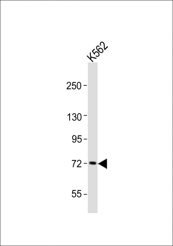 RBBP5 Antibody - Anti-RBBP5 Antibody (C-term)at 1:2000 dilution + K562 whole cell lysates Lysates/proteins at 20 ug per lane. Secondary Goat Anti-Rabbit IgG, (H+L), Peroxidase conjugated at 1:10000 dilution. Predicted band size: 59 kDa. Blocking/Dilution buffer: 5% NFDM/TBST.