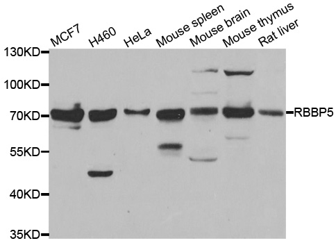 RBBP5 Antibody - Western blot analysis of extracts of various cell lines.