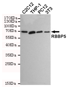 RBBP5 Antibody - Western blot detection of RBBP5 in C2C12, THP-1, PC12 and 3T3 cell lysates using RBBP5 mouse monoclonal antibody (1:1000 dilution). Predicted band size: 70KDa. Observed band size:70KDa.