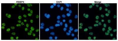 RBBP5 Antibody - Immunofluorescent analysis of HeLa cells fixed with 4% Paraformaldehyde and using anti-RBBP5 mouse monoclonal antibody (dilution 1:100). DAPI was used to stain nucleus(blue).