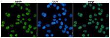 RBBP5 Antibody - Immunofluorescent analysis of HeLa cells fixed with 4% Paraformaldehyde and using anti-RBBP5 mouse monoclonal antibody (dilution 1:100). DAPI was used to stain nucleus(blue).
