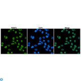 RBBP5 Antibody - Immunofluorescent analysis of Hela cells fixed with 4% Paraformaldehyde and using anti-RBBP5 mouse mAb (dilution 1:100). DAPI was used to stain nucleus (blue).
