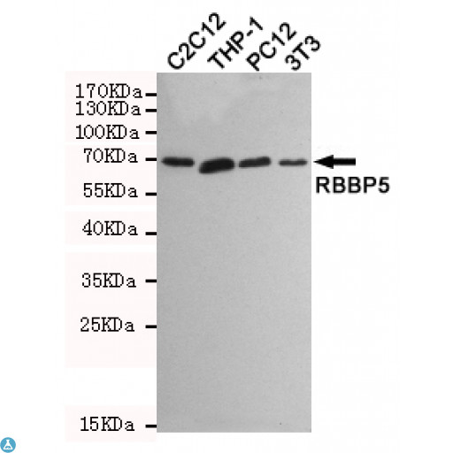 RBBP5 Antibody - Western blot detection of RBBP5 in C2C12, THP-1, PC12 and 3T3 cell lysates using RBBP5 mouse mAb (1:1000 diluted). Predicted band size: 70KDa. Observed band size: 70KDa.