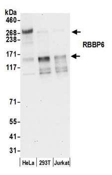 RBBP6 Antibody - Detection of human RBBP6 by western blot. Samples: Whole cell lysate (25 µg) from HeLa, HEK293T, and Jurkat cells prepared using NETN lysis buffer. Antibody: Affinity purified rabbit anti-RBBP6 antibody used for WB at 0.1 µg/ml. Detection: Chemiluminescence with an exposure time of 30 seconds.