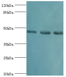RBBP7 / RbAp46 Antibody - Western blot. All lanes: Histone-binding protein RBBP7 antibody at 10 ug/ml. Lane 1: A431 whole cell lysate. Lane 2: NIH3T3 whole cell lysate. Lane 3: HepG2 whole cell lysate. Secondary antibody: Goat polyclonal to rabbit at 1:10000 dilution. Predicted band size: 48 kDa. Observed band size: 48 kDa.