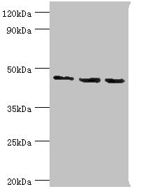 RBBP7 / RbAp46 Antibody - Western blot All lanes: Histone-binding protein RBBP7 antibody at 10µg/ml Lane 1: A431 whole cell lysate Lane 2: NIH/3T3 whole cell lysate Lane 3: HepG2 whole cell lysate Secondary Goat polyclonal to rabbit IgG at 1/10000 dilution Predicted band size: 48, 53 kDa Observed band size: 48 kDa