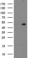 RBBP7 / RbAp46 Antibody - HEK293T cells were transfected with the pCMV6-ENTRY control (Left lane) or pCMV6-ENTRY RBBP7 (Right lane) cDNA for 48 hrs and lysed. Equivalent amounts of cell lysates (5 ug per lane) were separated by SDS-PAGE and immunoblotted with anti-RBBP7.