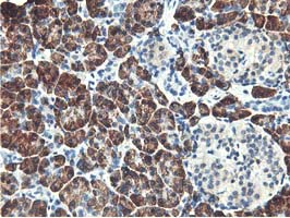 RBBP7 / RbAp46 Antibody - IHC of paraffin-embedded Human pancreas tissue using anti-RBBP7 mouse monoclonal antibody. (Heat-induced epitope retrieval by 10mM citric buffer, pH6.0, 100C for 10min).