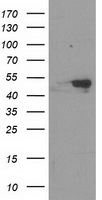 RBBP7 / RbAp46 Antibody - HEK293T cells were transfected with the pCMV6-ENTRY control (Left lane) or pCMV6-ENTRY RBBP7 (Right lane) cDNA for 48 hrs and lysed. Equivalent amounts of cell lysates (5 ug per lane) were separated by SDS-PAGE and immunoblotted with anti-RBBP7.