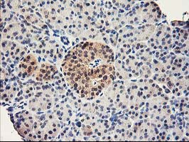 RBBP7 / RbAp46 Antibody - IHC of paraffin-embedded Human pancreas tissue using anti-RBBP7 mouse monoclonal antibody.