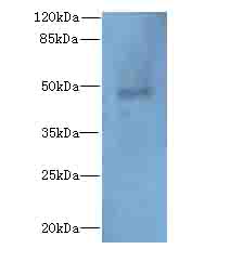 RBBP7 / RbAp46 Antibody - Western blot. All lanes: RBBP7 antibody at 10 ug/ml+290- whole cell lysate Goat polyclonal to rabbit at 1:10000 dilution. Predicted band size: 48 kDa. Observed band size: 48 kDa.