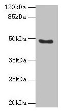 RBBP7 / RbAp46 Antibody - Western blot All lanes: RBBP7 antibody at 10µg/ml + 293T whole cell lysate Secondary Goat polyclonal to rabbit IgG at 1/10000 dilution Predicted band size: 48, 53 kDa Observed band size: 48 kDa
