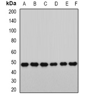 RBBP7 / RbAp46 Antibody - Western blot analysis of RbAp46 expression in HT29 (A); MCF7 (B); mouse heart (C); mouse ovary (D); rat spleen (E); rat lung (F) whole cell lysates.