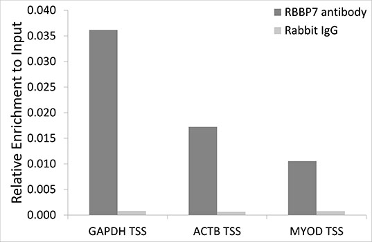 RBBP7 / RbAp46 Antibody - Chromatin immunoprecipitation analysis extracts of 293T cells, using RBBP7 antibody and rabbit IgG. The amount of immunoprecipitated DNA was checked by quantitative PCR. Histogram was constructed by the ratios of the immunoprecipitated DNA to the input.