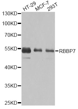 RBBP7 / RbAp46 Antibody - Western blot analysis of extracts of various cell lines, using RBBP7 antibody at 1:1000 dilution. The secondary antibody used was an HRP Goat Anti-Rabbit IgG (H+L) at 1:10000 dilution. Lysates were loaded 25ug per lane and 3% nonfat dry milk in TBST was used for blocking. An ECL Kit was used for detection and the exposure time was 1s.