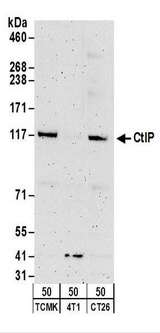 RBBP8 / CTIP Antibody - Detection of Mouse CtIP by Western Blot. Samples: Whole cell lysate (50 ug) from TCMK-1, 4T1, and CT26.WT cells. Antibodies: Affinity purified rabbit anti-CtIP antibody used for WB at 1 ug/ml. Detection: Chemiluminescence with an exposure time of 3 minutes.