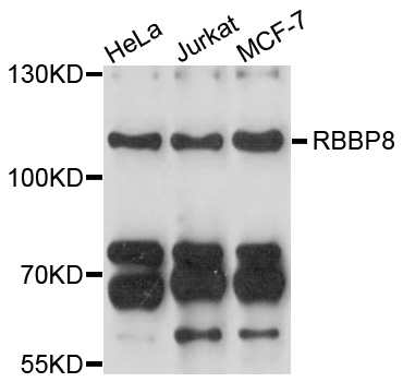 RBBP8 / CTIP Antibody - Western blot analysis of extracts of various cell lines, using RBBP8 antibody at 1:1000 dilution. The secondary antibody used was an HRP Goat Anti-Rabbit IgG (H+L) at 1:10000 dilution. Lysates were loaded 25ug per lane and 3% nonfat dry milk in TBST was used for blocking. An ECL Kit was used for detection and the exposure time was 10s.